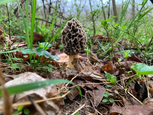 Morel Mushroom Sightings 2024 Bunni Coralyn 7515