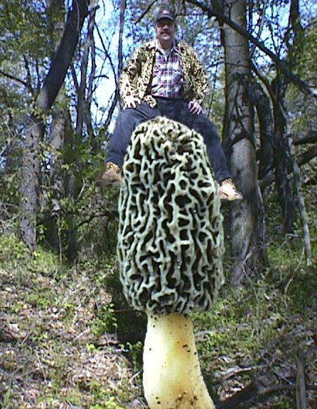 world biggest morel mushroom