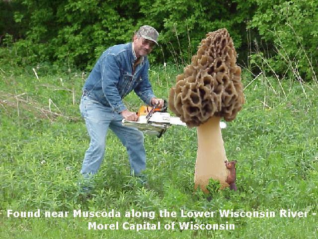 world biggest morel mushroom