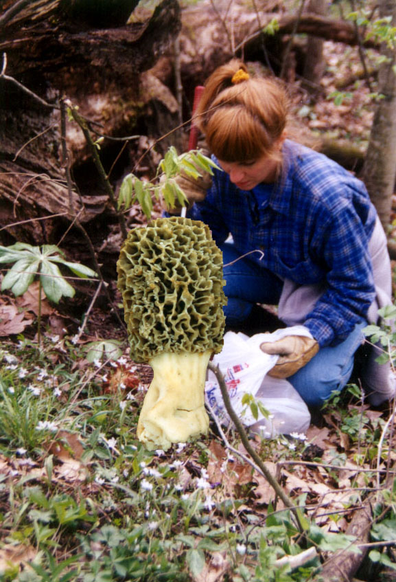 world biggest morel mushroom