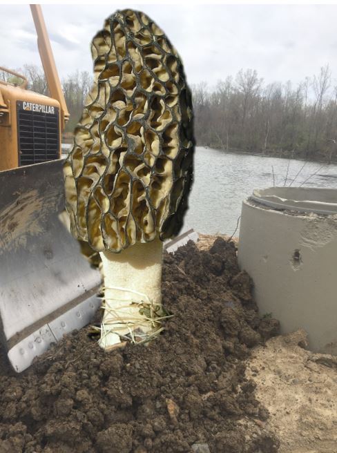 world biggest morel mushroom