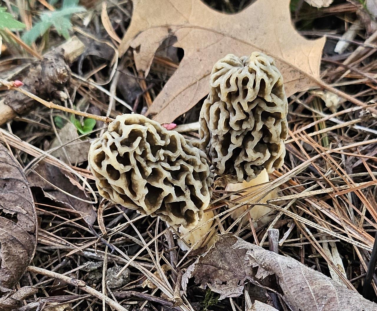 Welcome to The Great Morel - The Great Morel