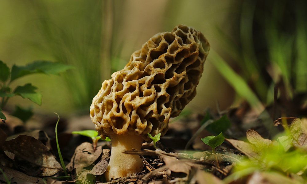 Welcome to The Great Morel - The Great Morel