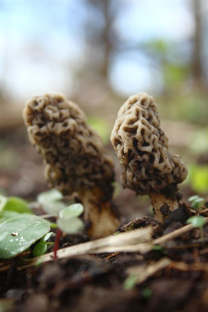 Drying Morel Mushrooms - Beyond The Chicken Coop