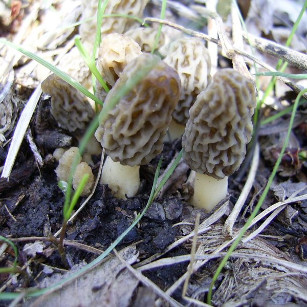 Growth Cycle The Great Morel