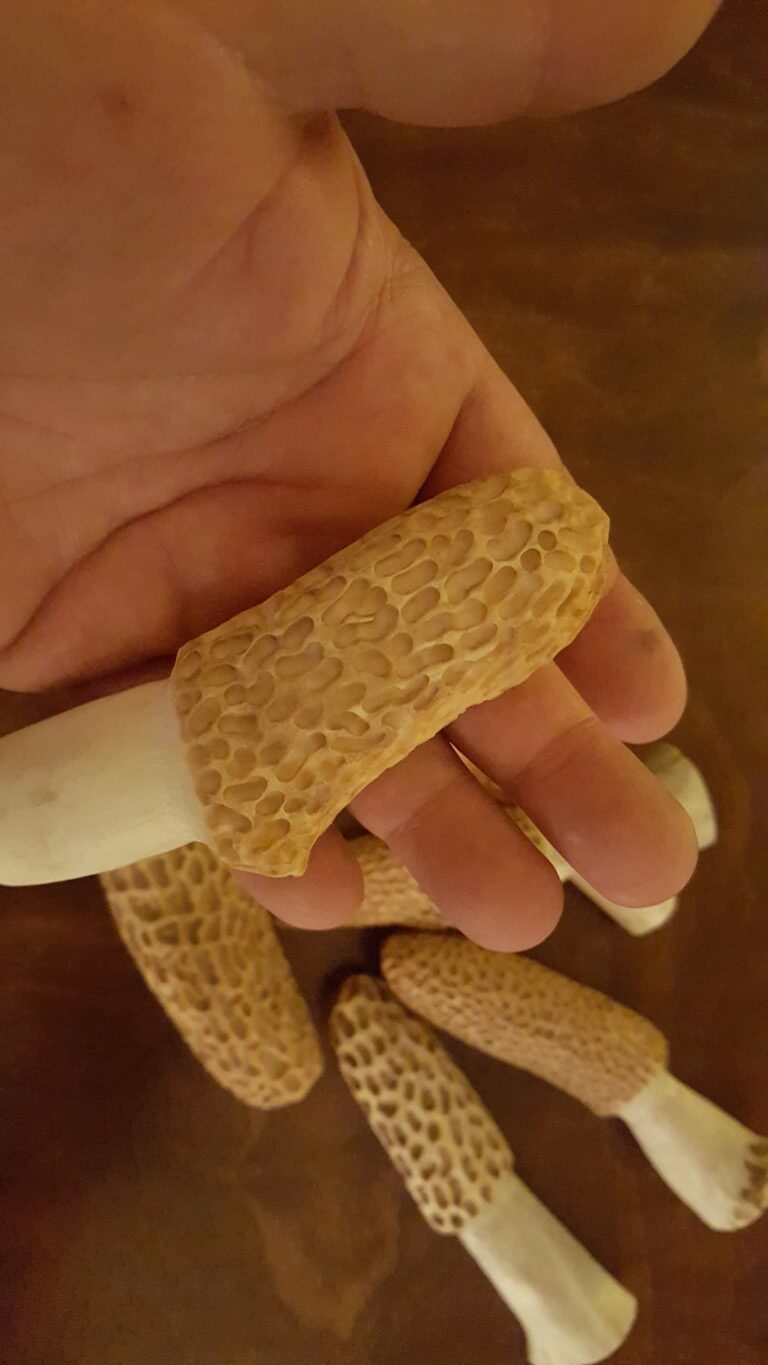 Rack of Morels Hand Carved Deer Antler - The Great Morel