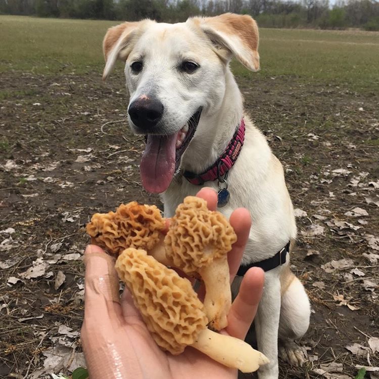 Could Teach a Dog to Hunt Morels 