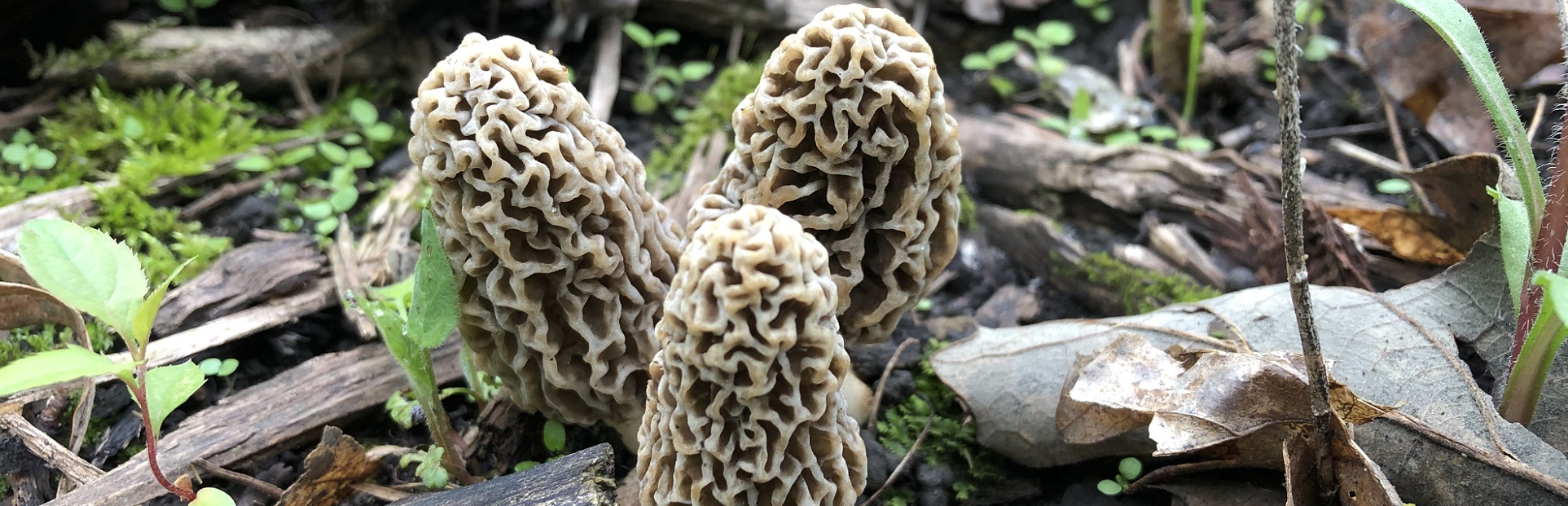 health benefits of the morel