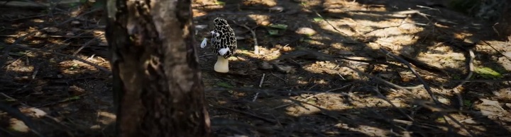 An Interview With a Morel Mushroom