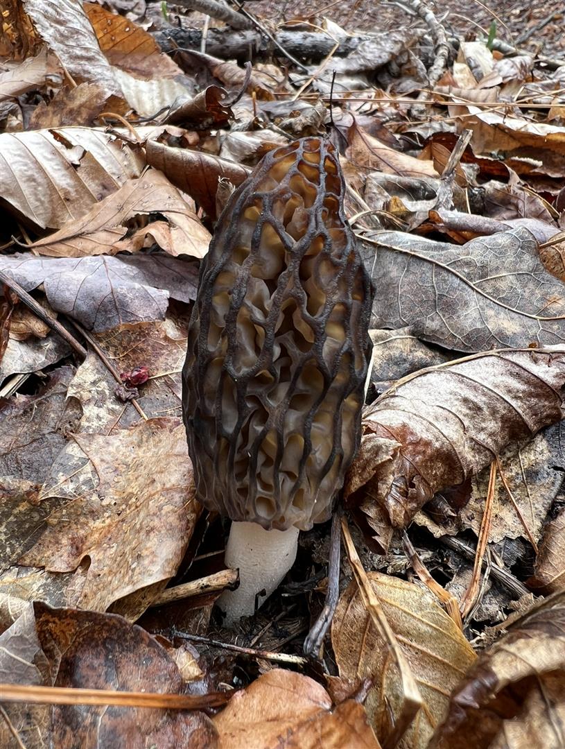 03282 Wentworth, NH 04/28/2024 - The Great Morel